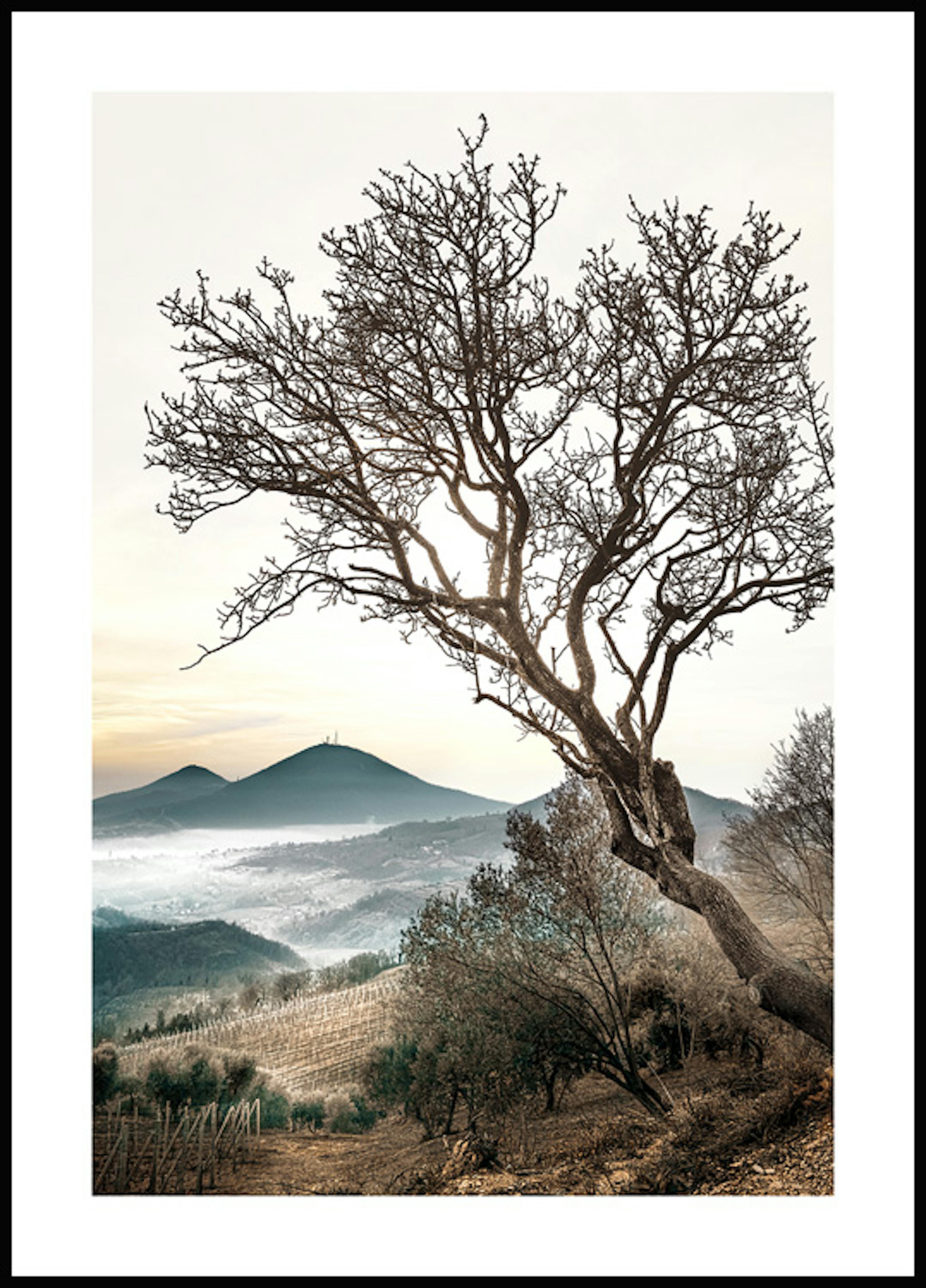 Tree Against Sky Poster 0