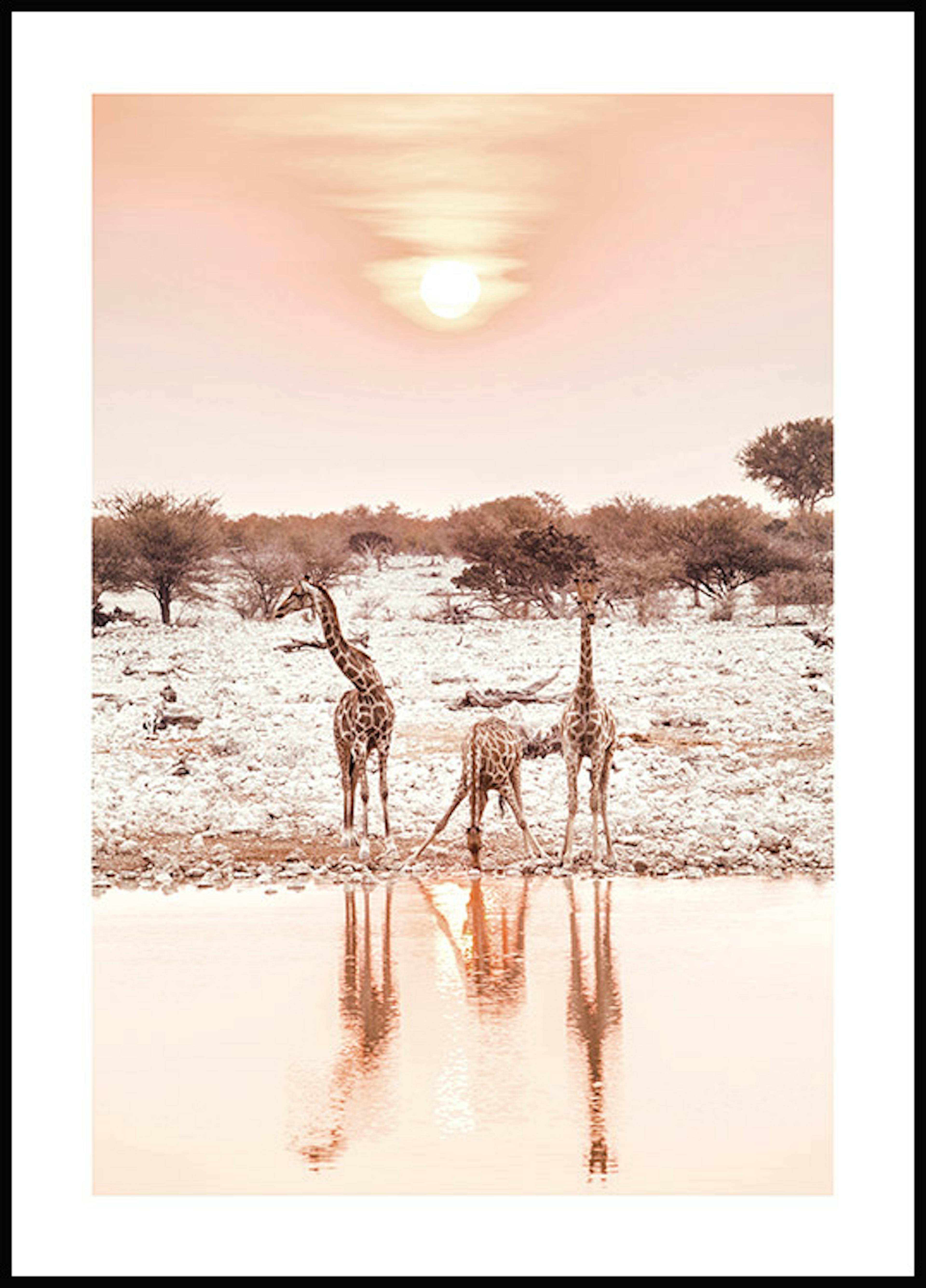 Giraffes at Sunset Poster 0