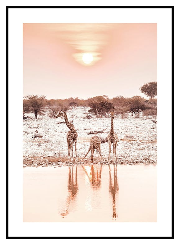 Kirahvit Auringonlaskussa Juliste (50x70 cm) - Poster Store