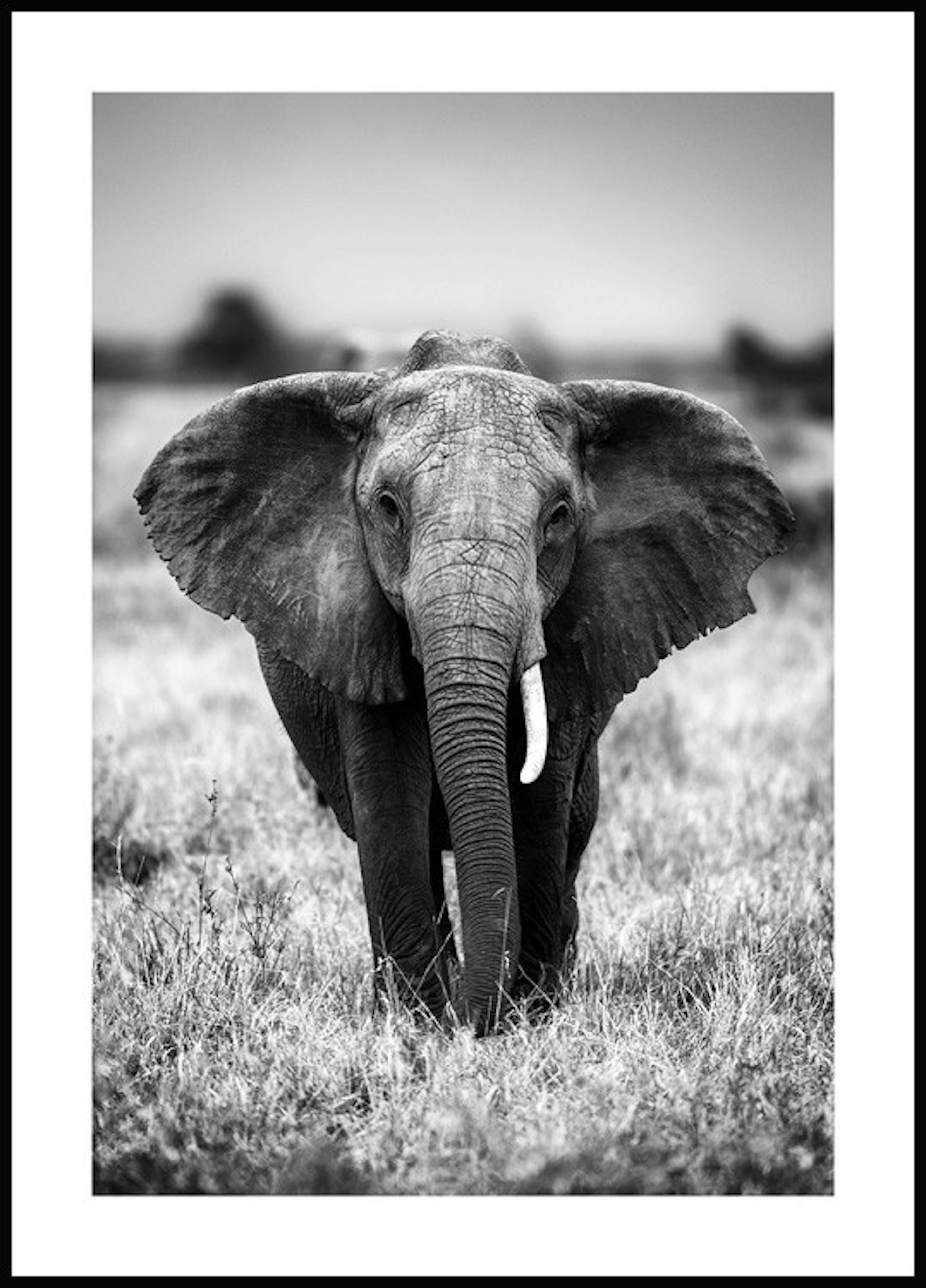 لوحة صورة الفيل في البرية 0