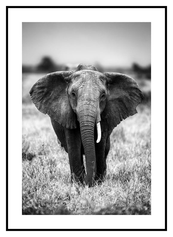 Norsu Savannilla Juliste (21x30 cm) - Poster Store