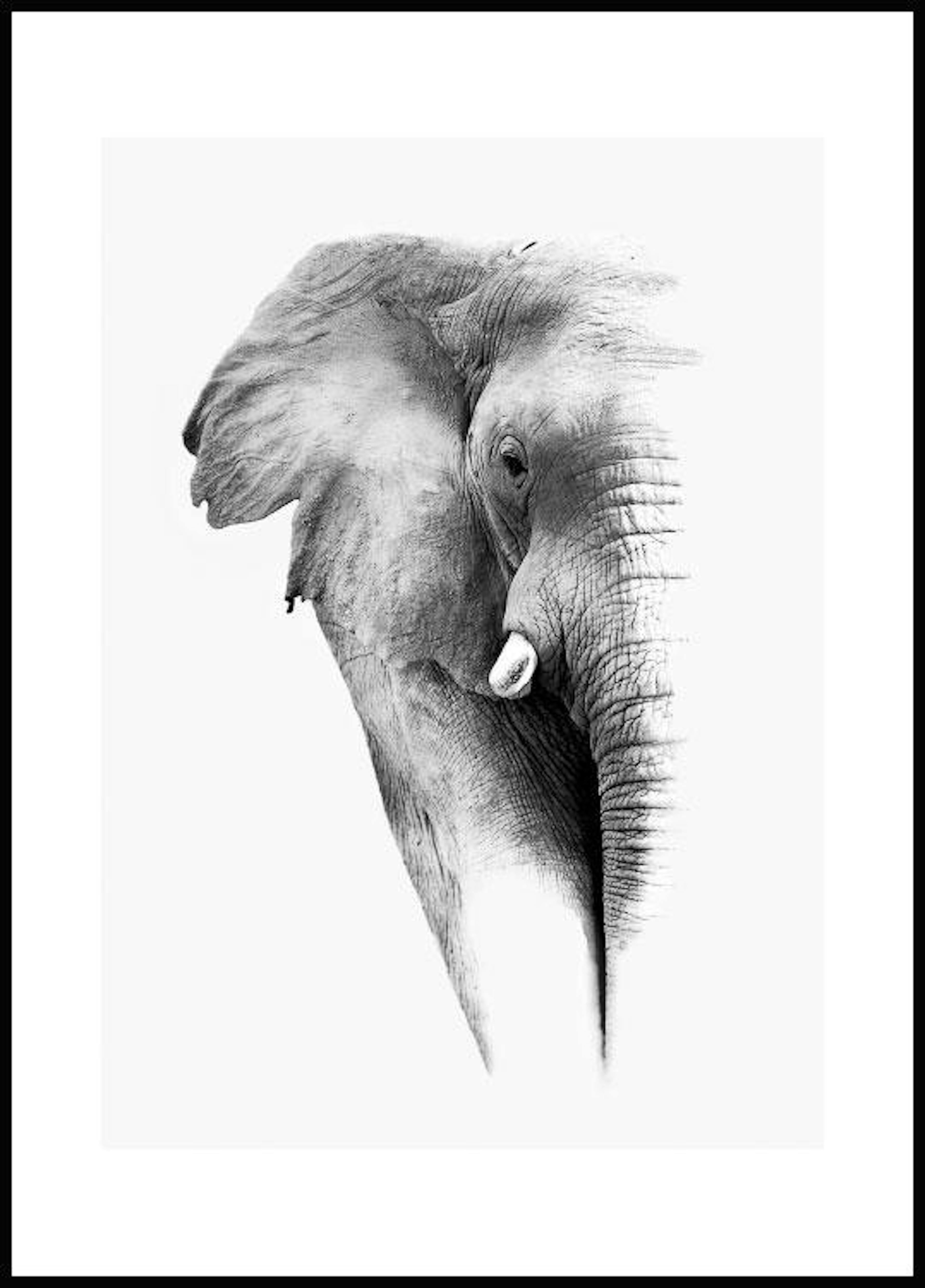 흑백 코끼리 포스터 0