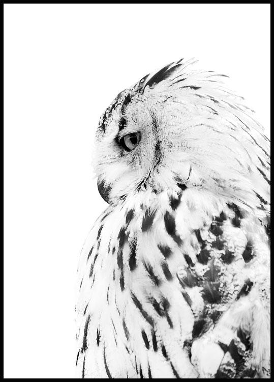 Eule Poster - Schönes Eulenposter Schneeeule Hedwig