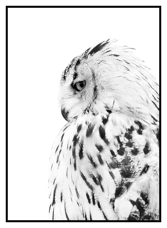 Pöllö Juliste (21x30 cm) - Poster Store