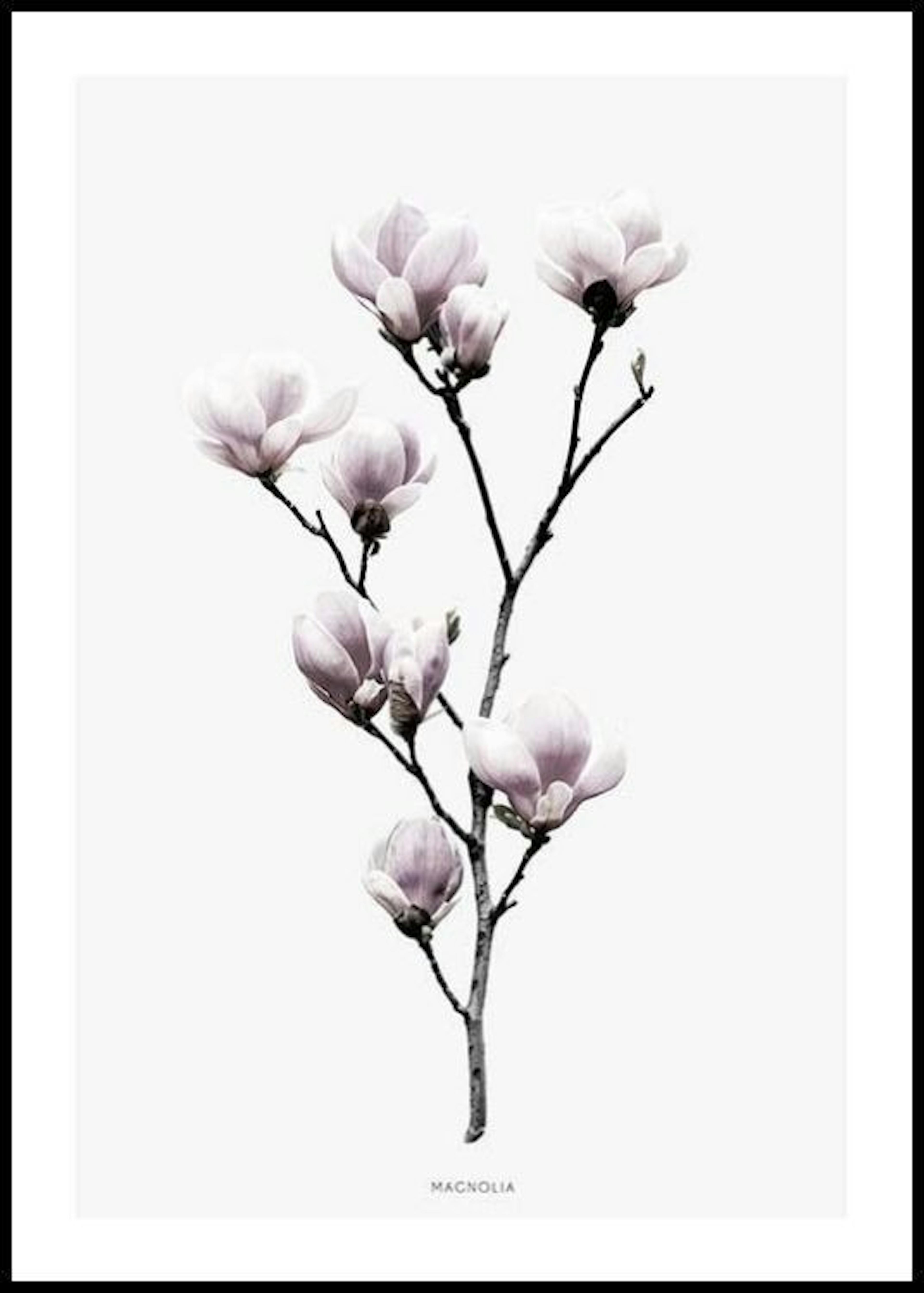 Magnolia, Poster thumbnail