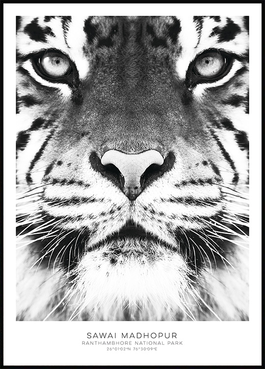 Bengal Tiger Poster Print / Infographic