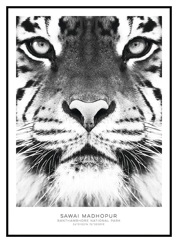 Plakat Tygrys Bengalski (30x40 cm) - Poster Store