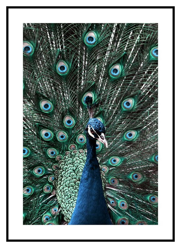 Påfugl Plakat (50x70 cm) - Poster Store