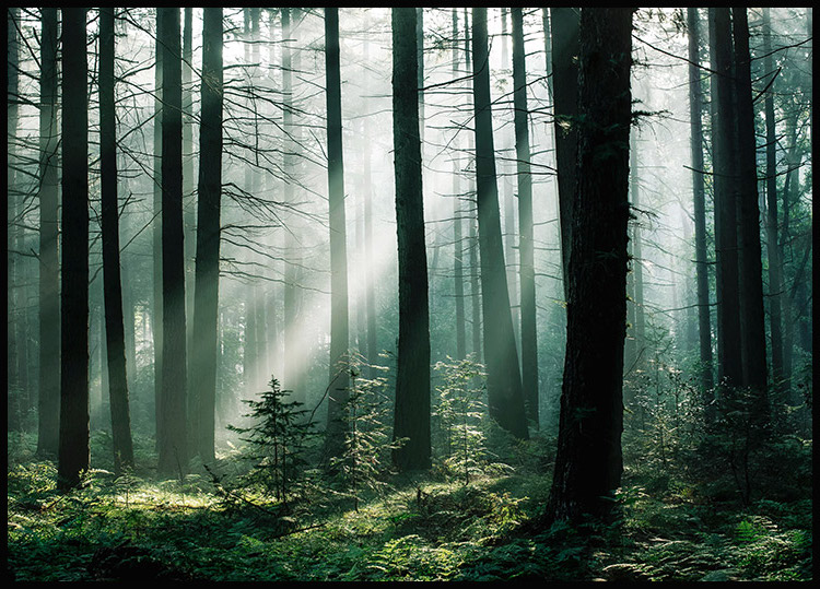 - - Wald im Sonnenaufgang Wald Poster Naturposter