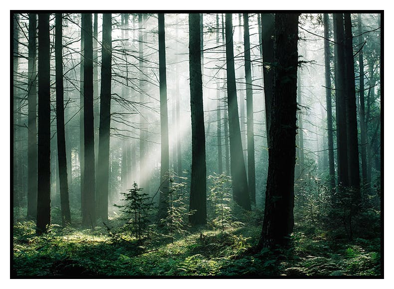 Plakat Leśny Wschód Słońca (30x40 cm) - Poster Store