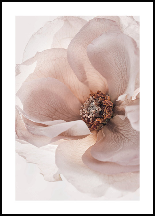 Blühende Rose Poster - Poster Atemberaubende Blumen
