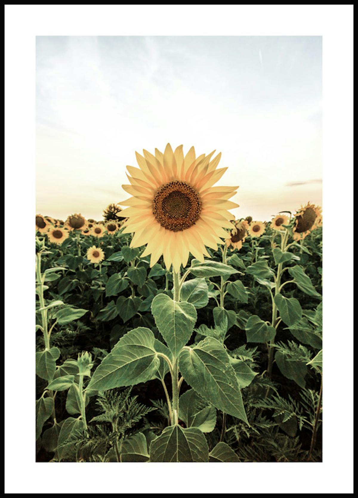 Shop discounted posters online at Posterstore.ca