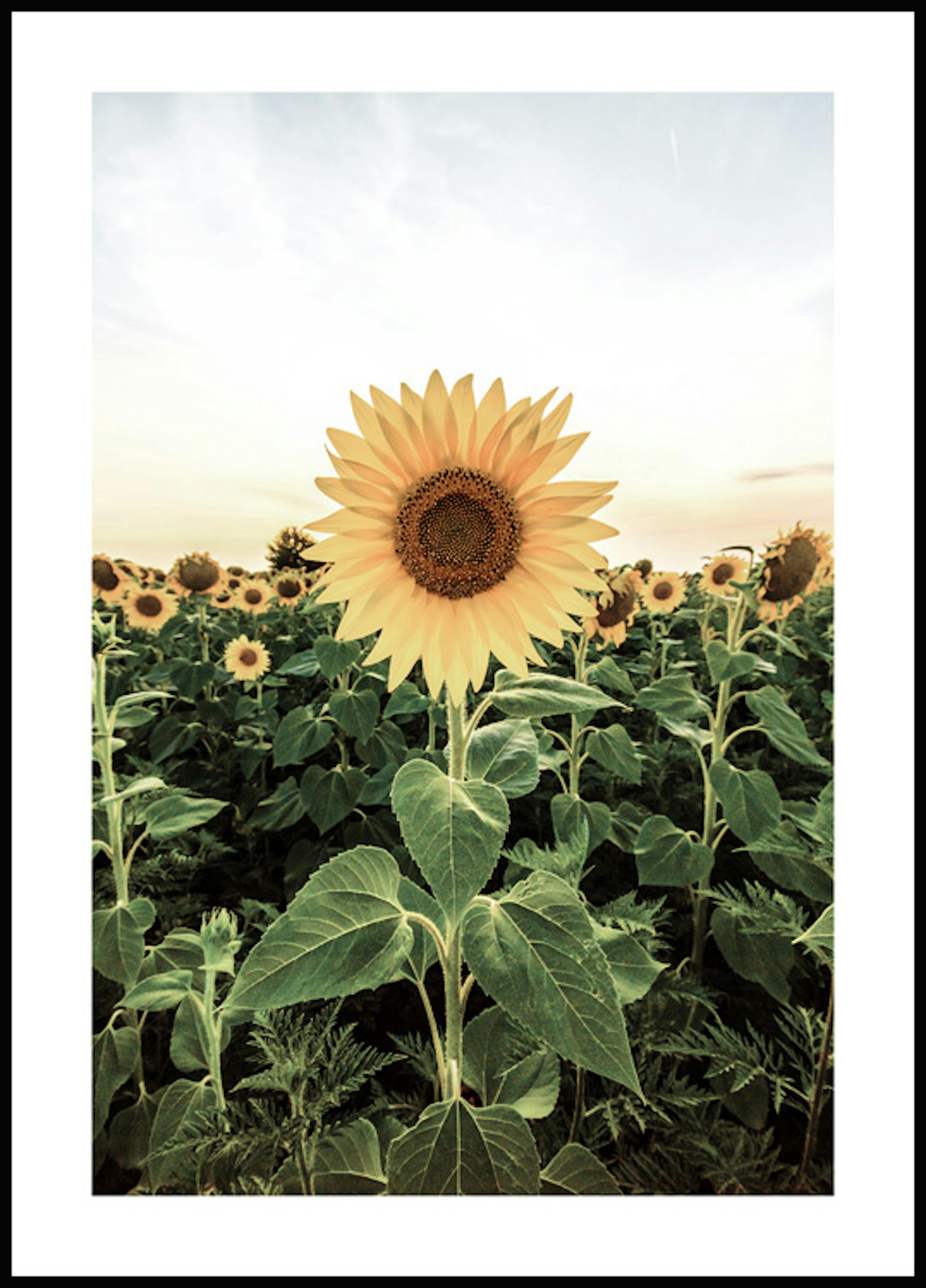 Sonnenblumen Feld Poster 0