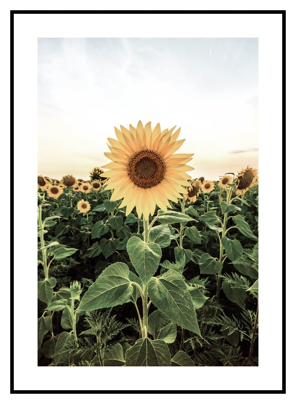 Solsikke Eng Poster (30x40 cm) - Poster Store