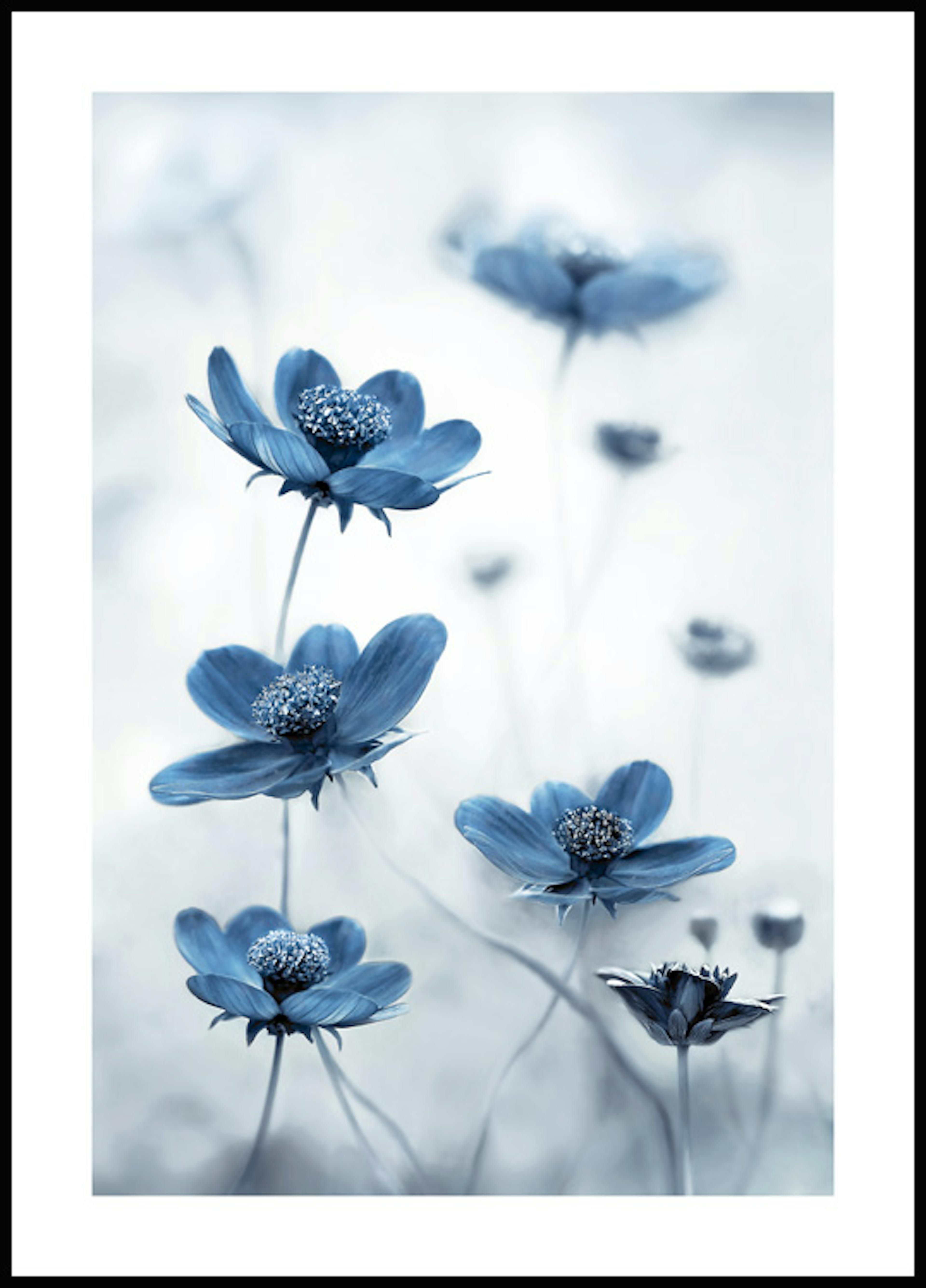 파란 코스모스꽃 포스터 0