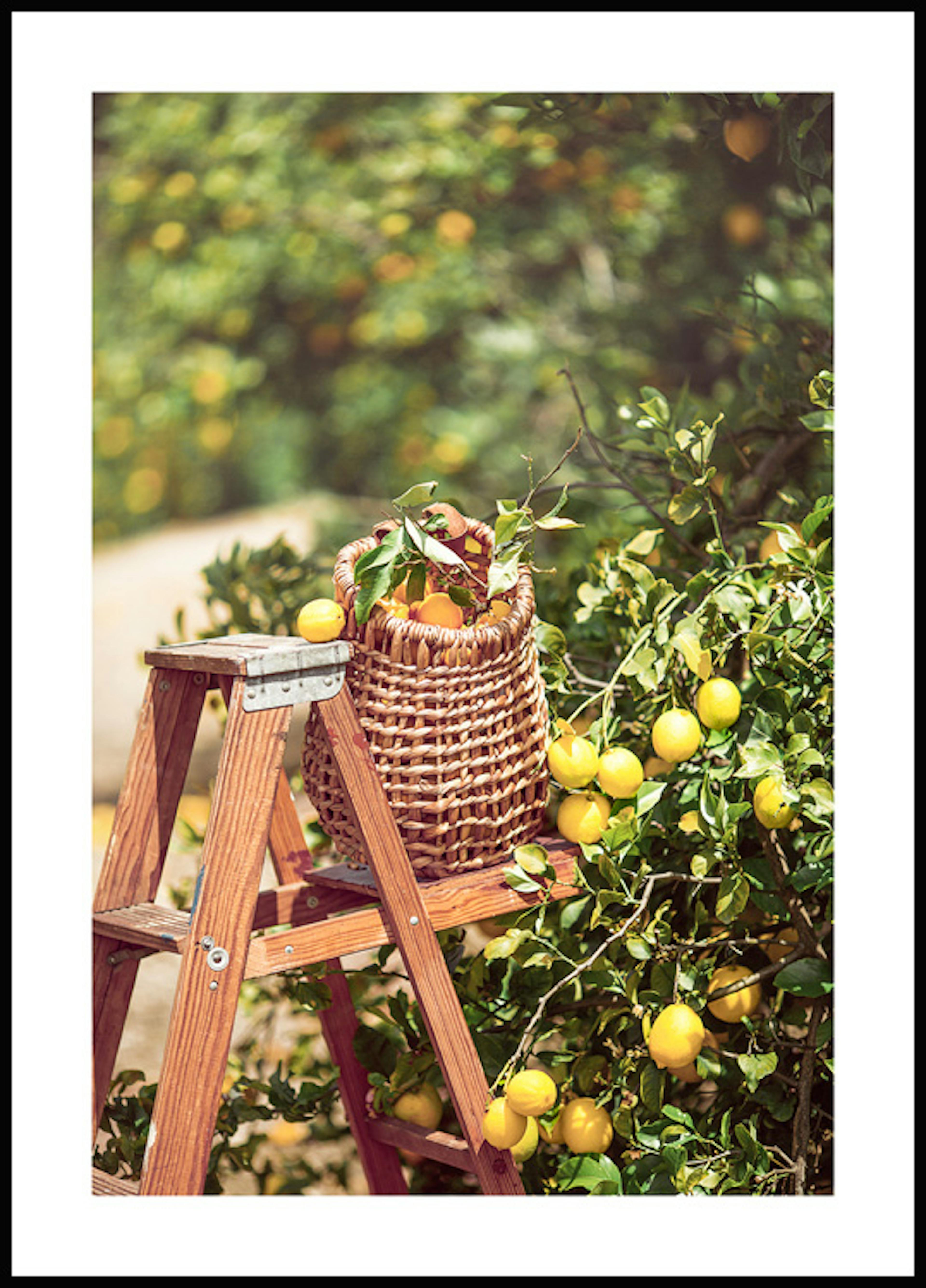 Lemon Harvest Poster 0