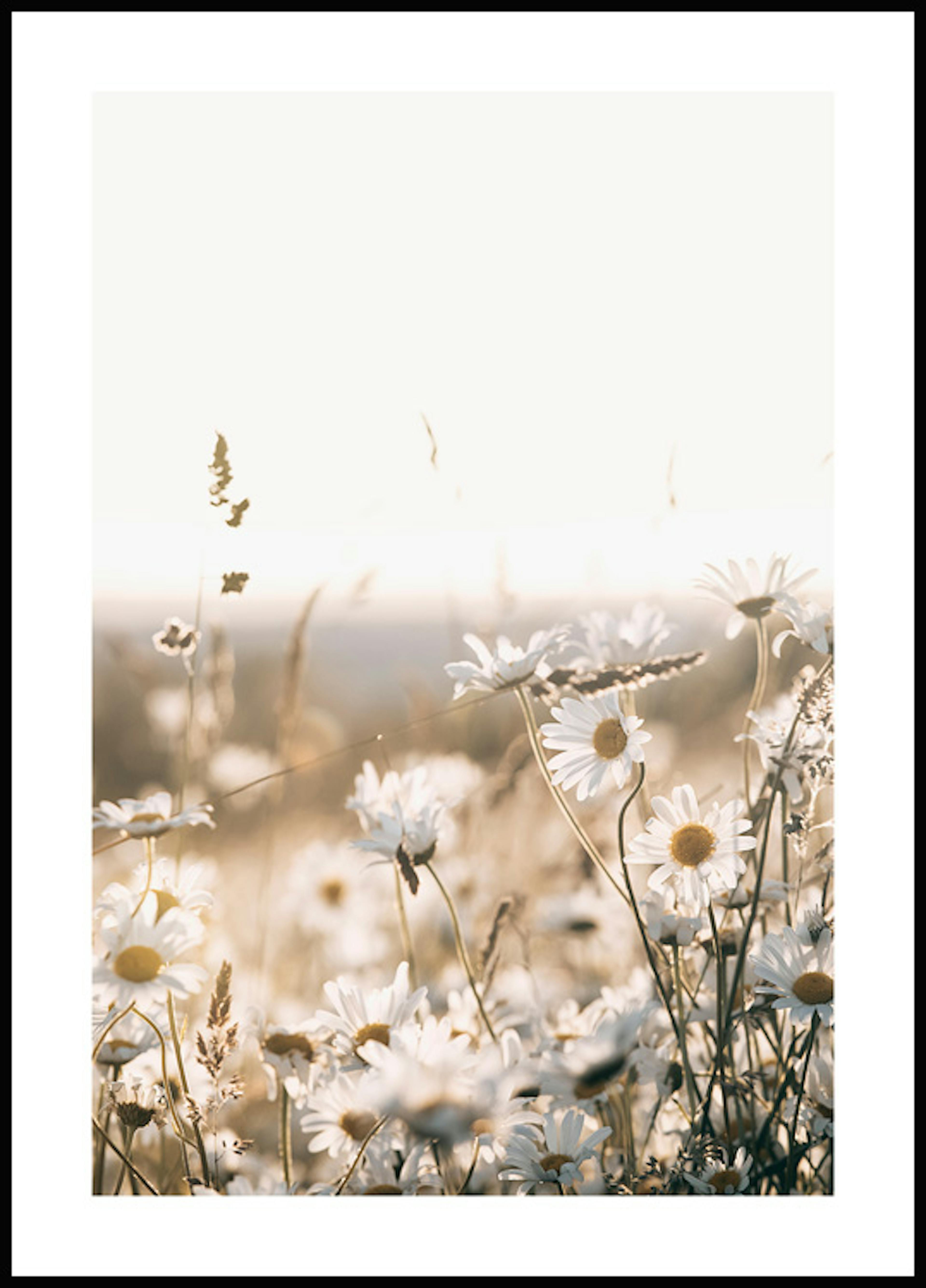 Field of Daisies Poster 0