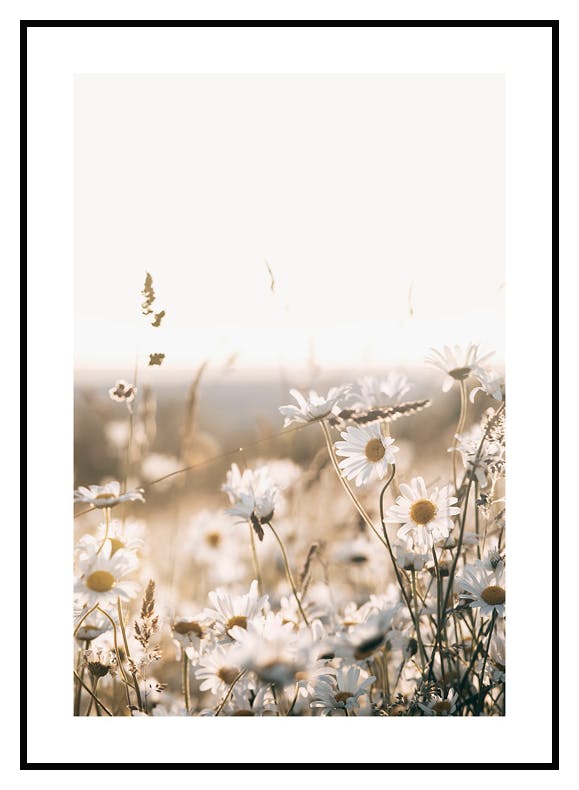 Plakat Pole Stokrotek (30x40 cm) - Poster Store