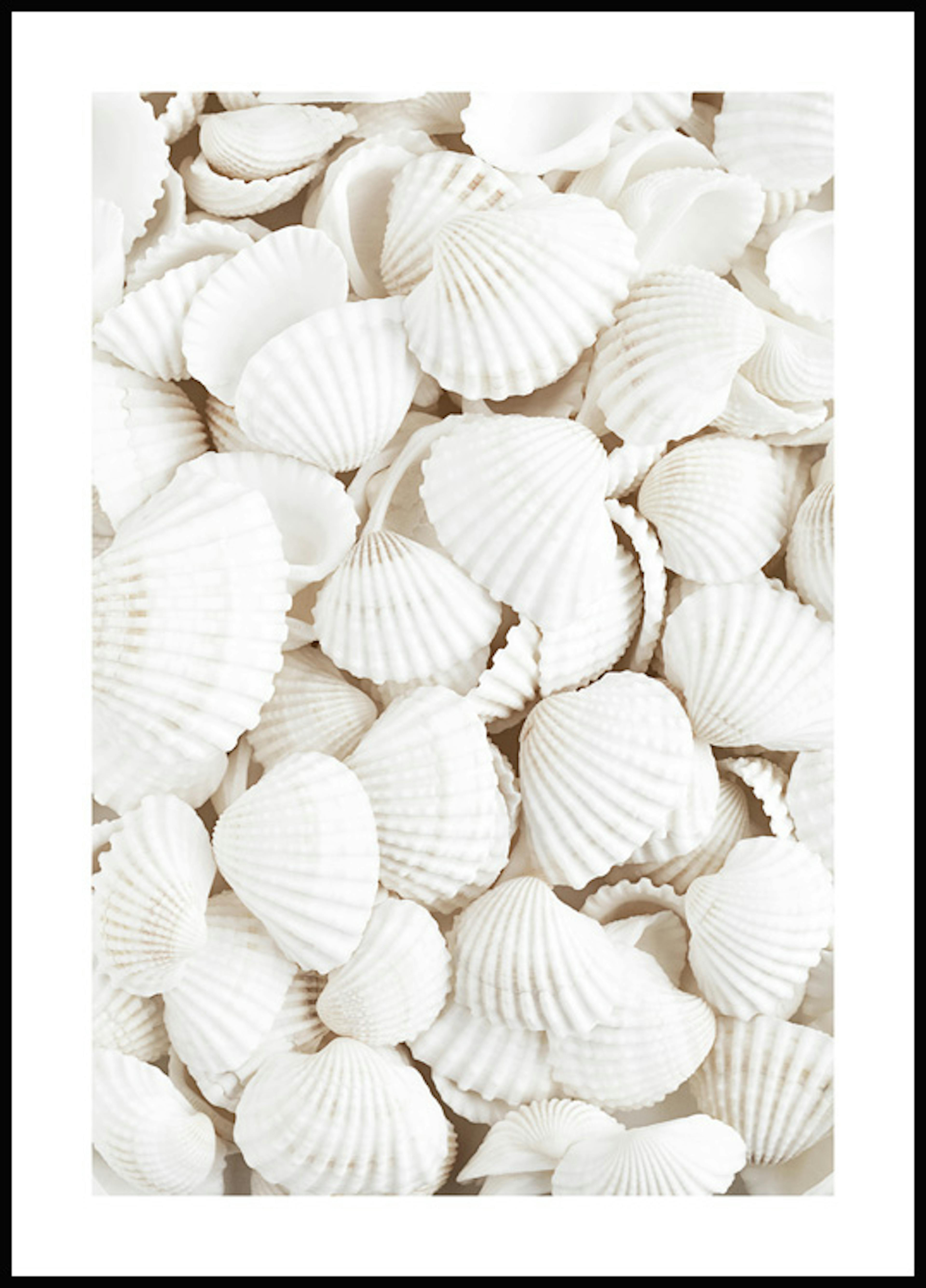 White Seashells Poster 0