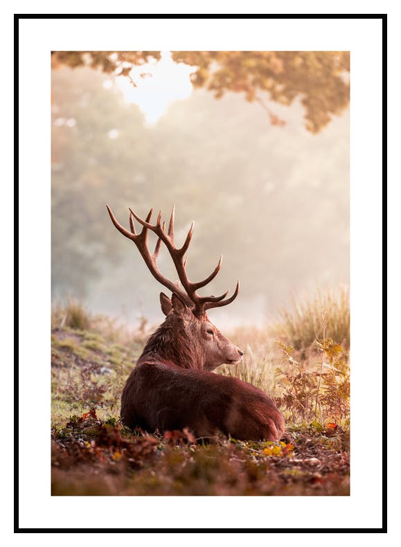 Saksanhirvi Juliste (21x30 cm) - Poster Store
