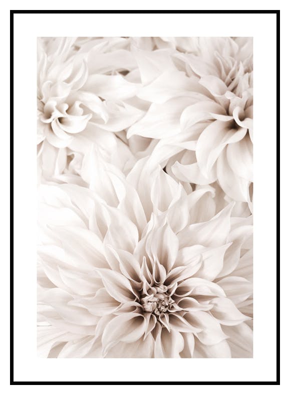 Dahlia Poster (50x70 cm) - Poster Store