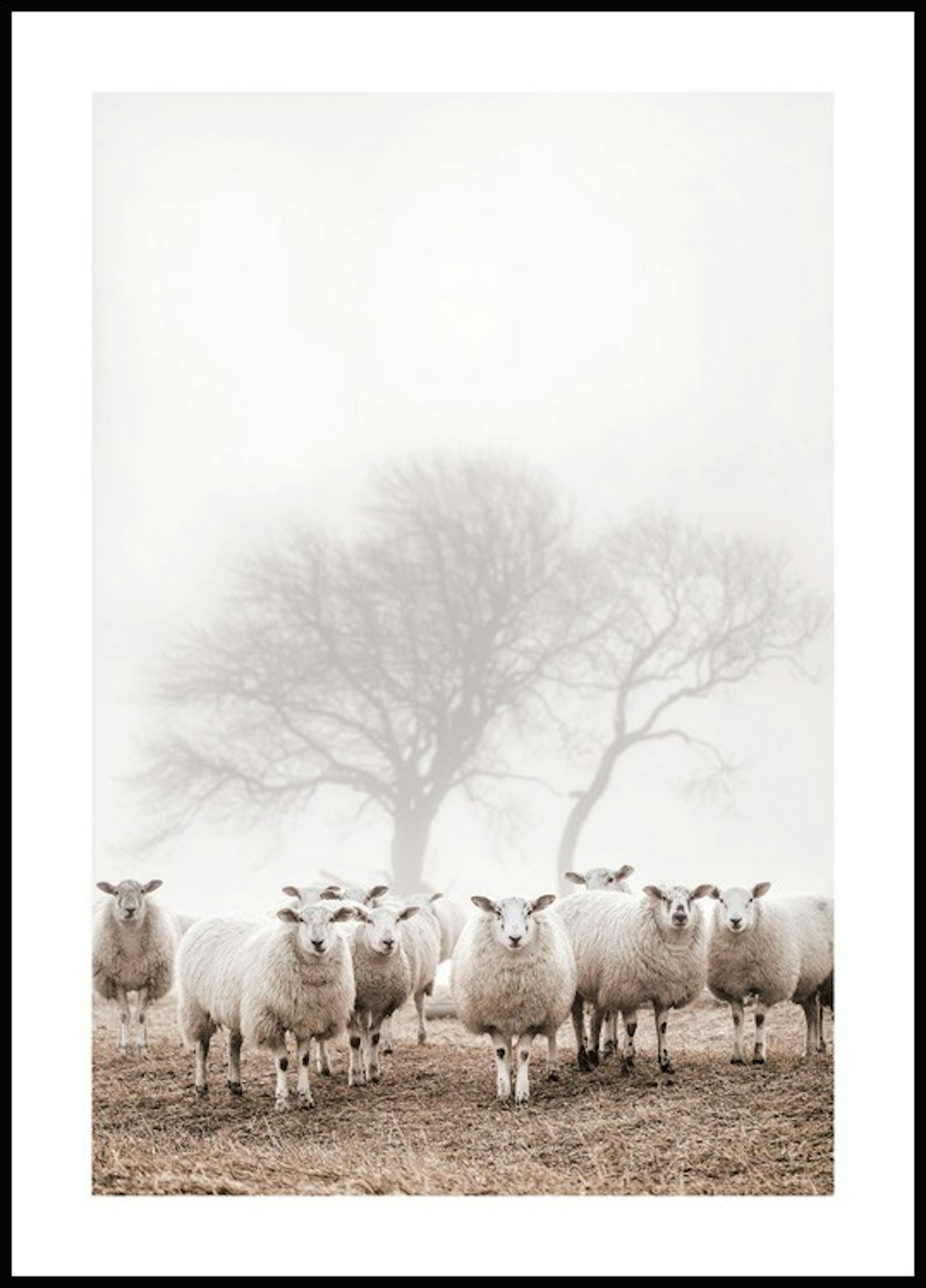 Flock of Sheep Poster thumbnail