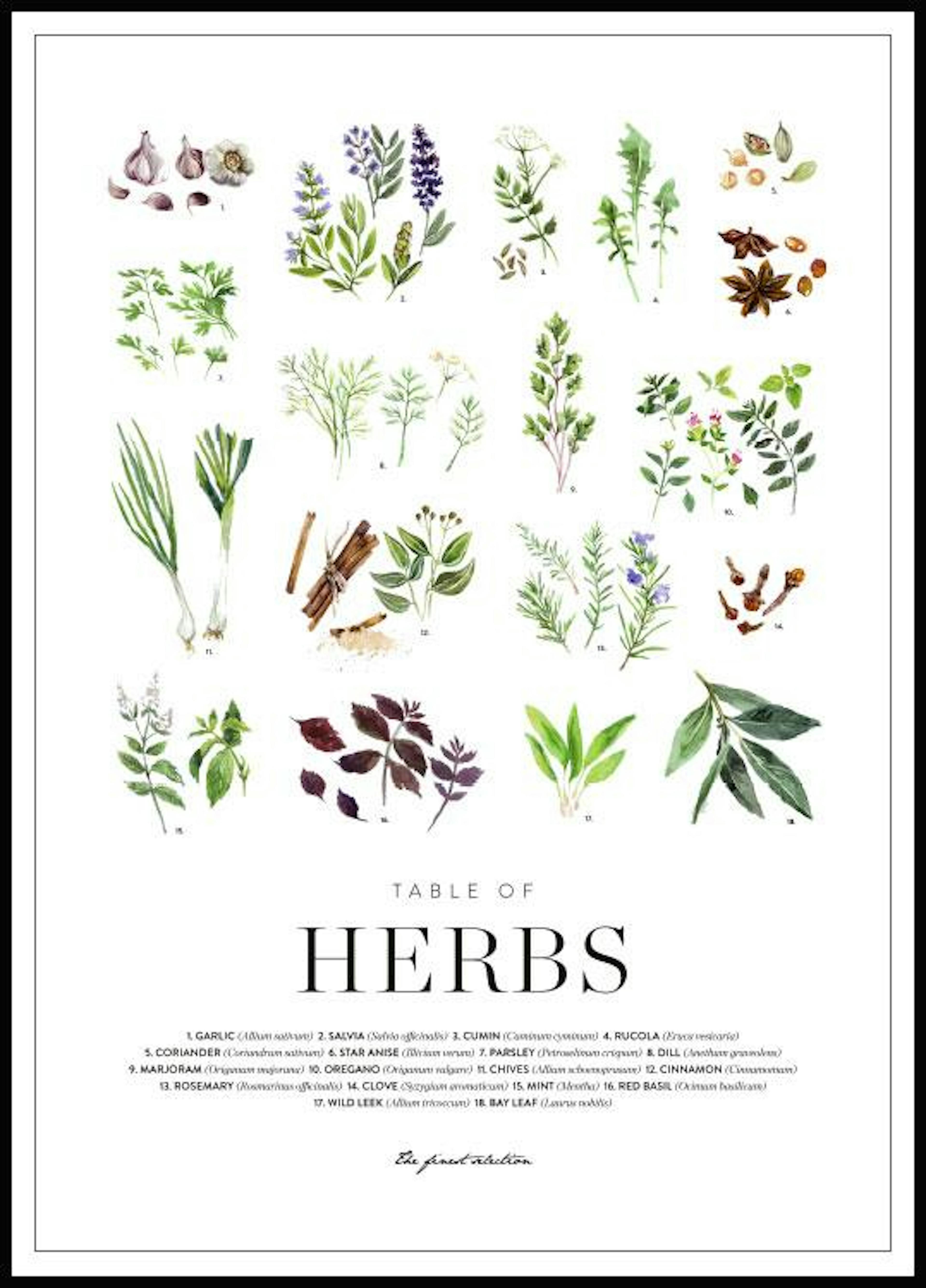 Herbs. Affiche 0