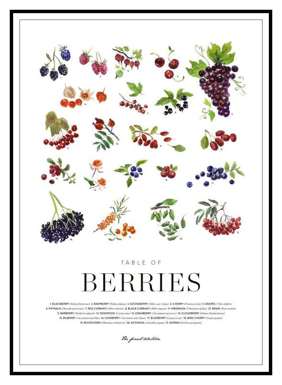 Berries Poster (21x30 cm) - Poster Store