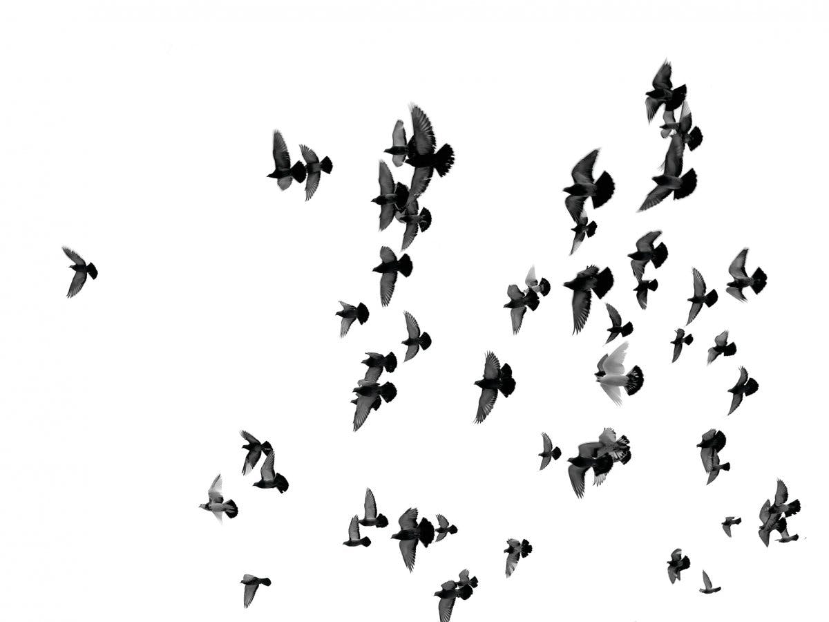空飛ぶ鳥たち ポスター 0