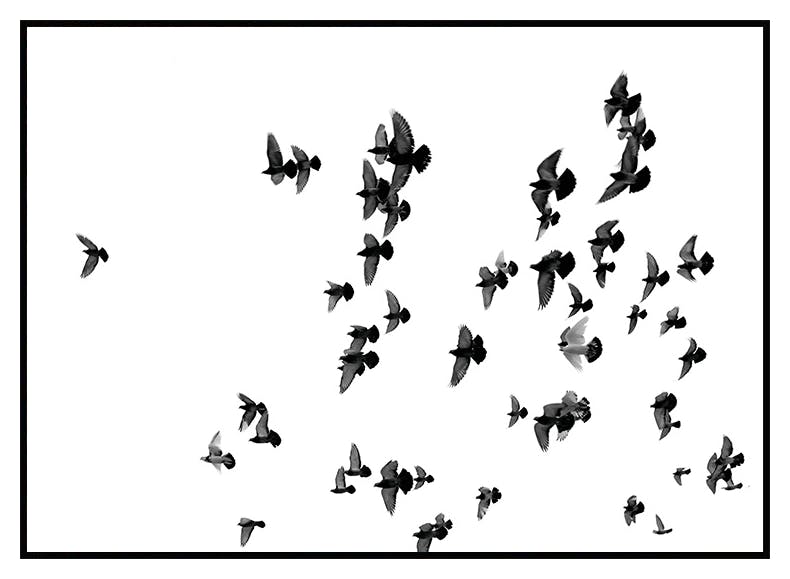 Flying Birds Poster (21x30 cm) - Poster Store