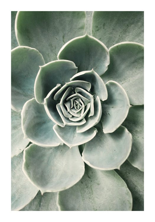 Flower Cactus. Poster 0