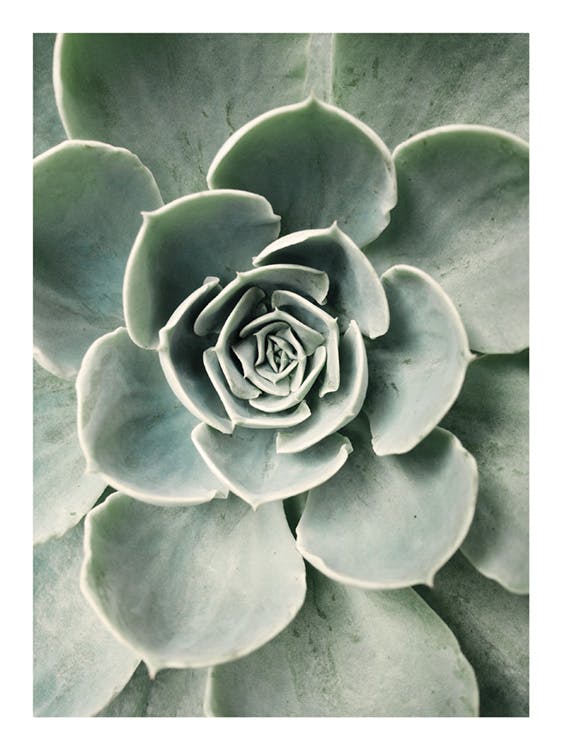 Flower Cactus Plakat 0