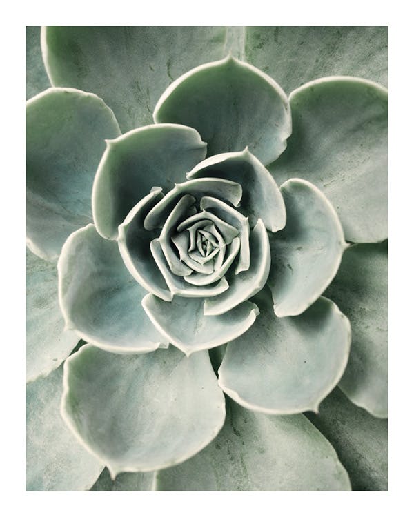 Flower Cactus Poster 0