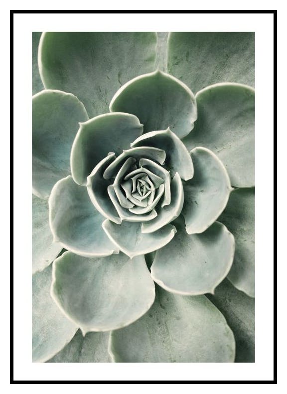 Flower Cactus Poster (21x30 cm) - Poster Store
