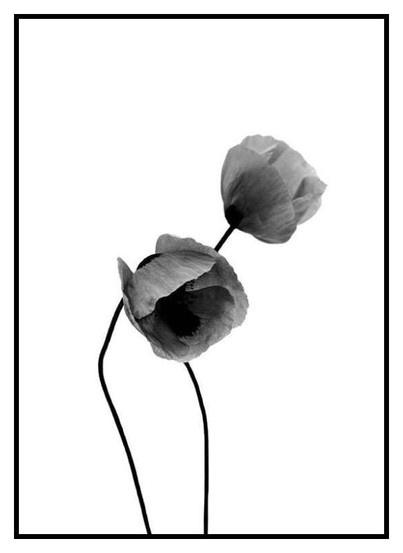 Grey Poppy Flowers, Poster (21x30 cm) - Poster Store