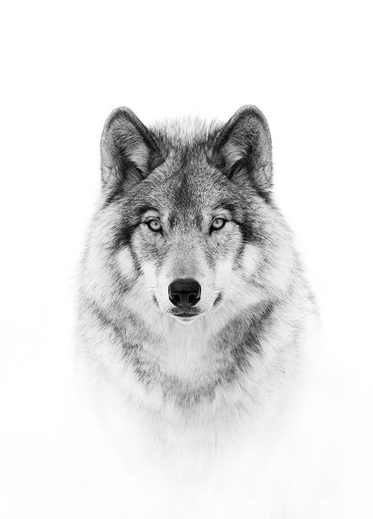 冬のオオカミ ポスター 0