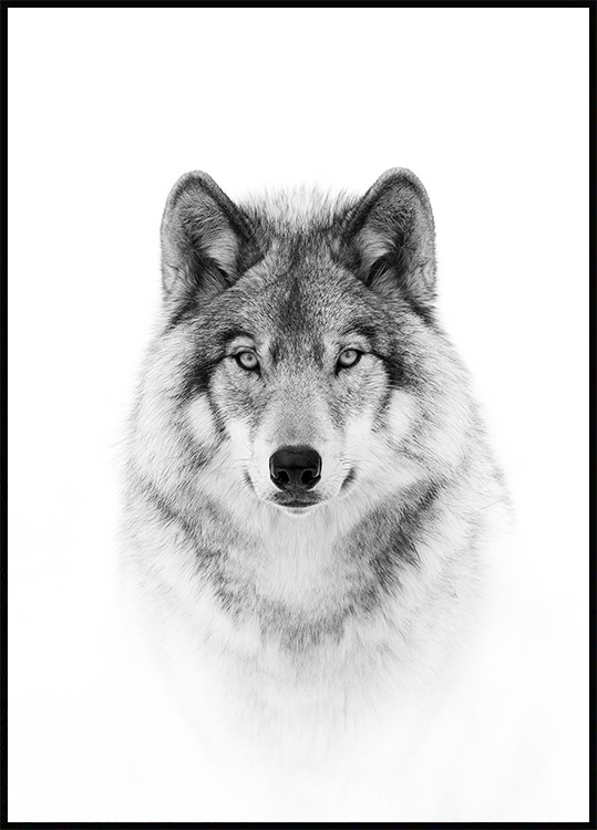 Wolf - Black and white poster
