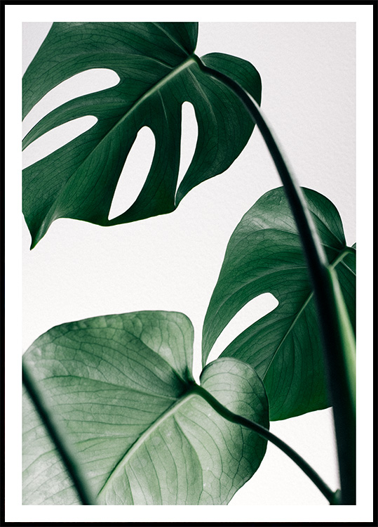 Poster Monstera - leaves einer Monstera Blätter
