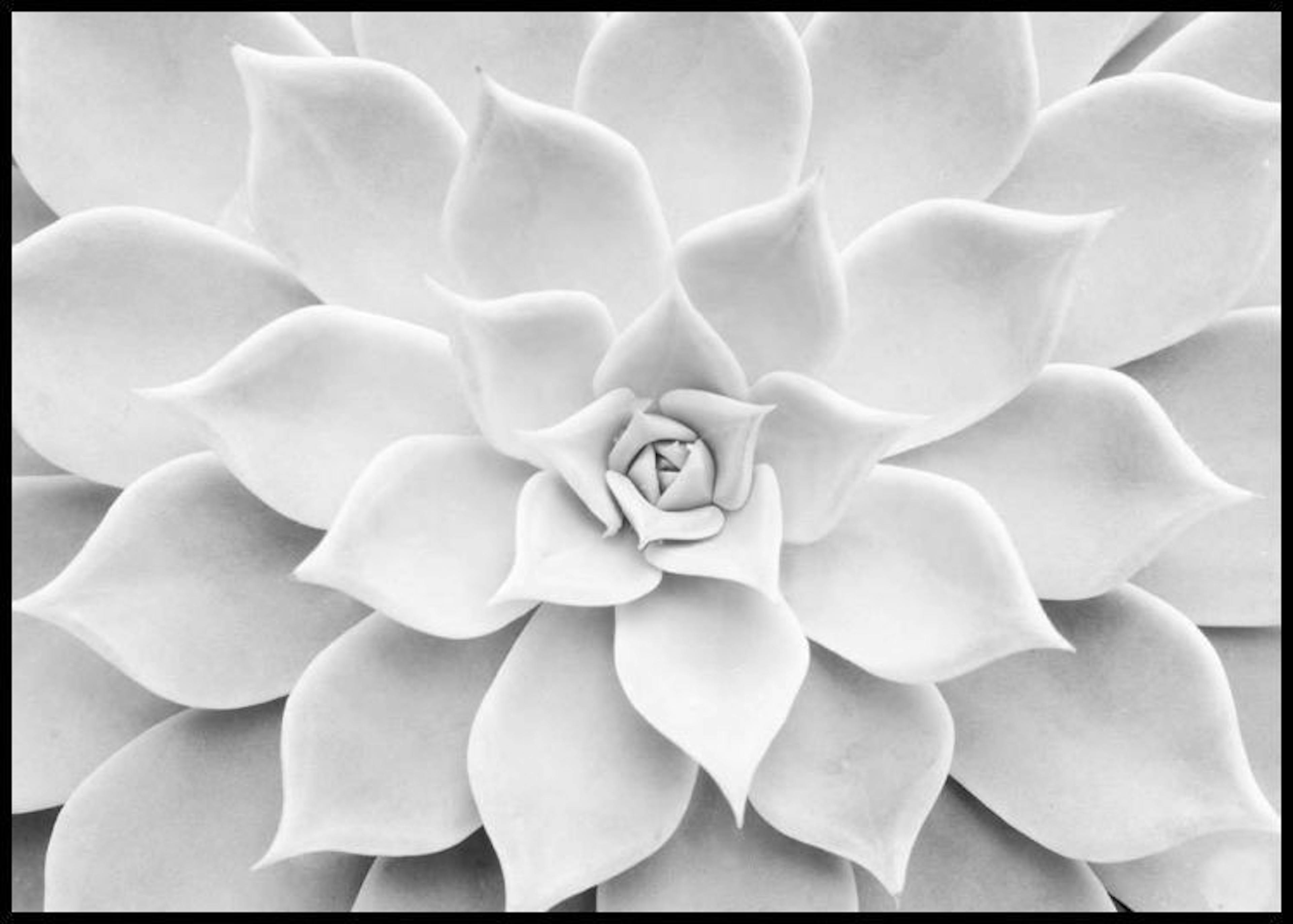 Hvid Succulent Plakat 0