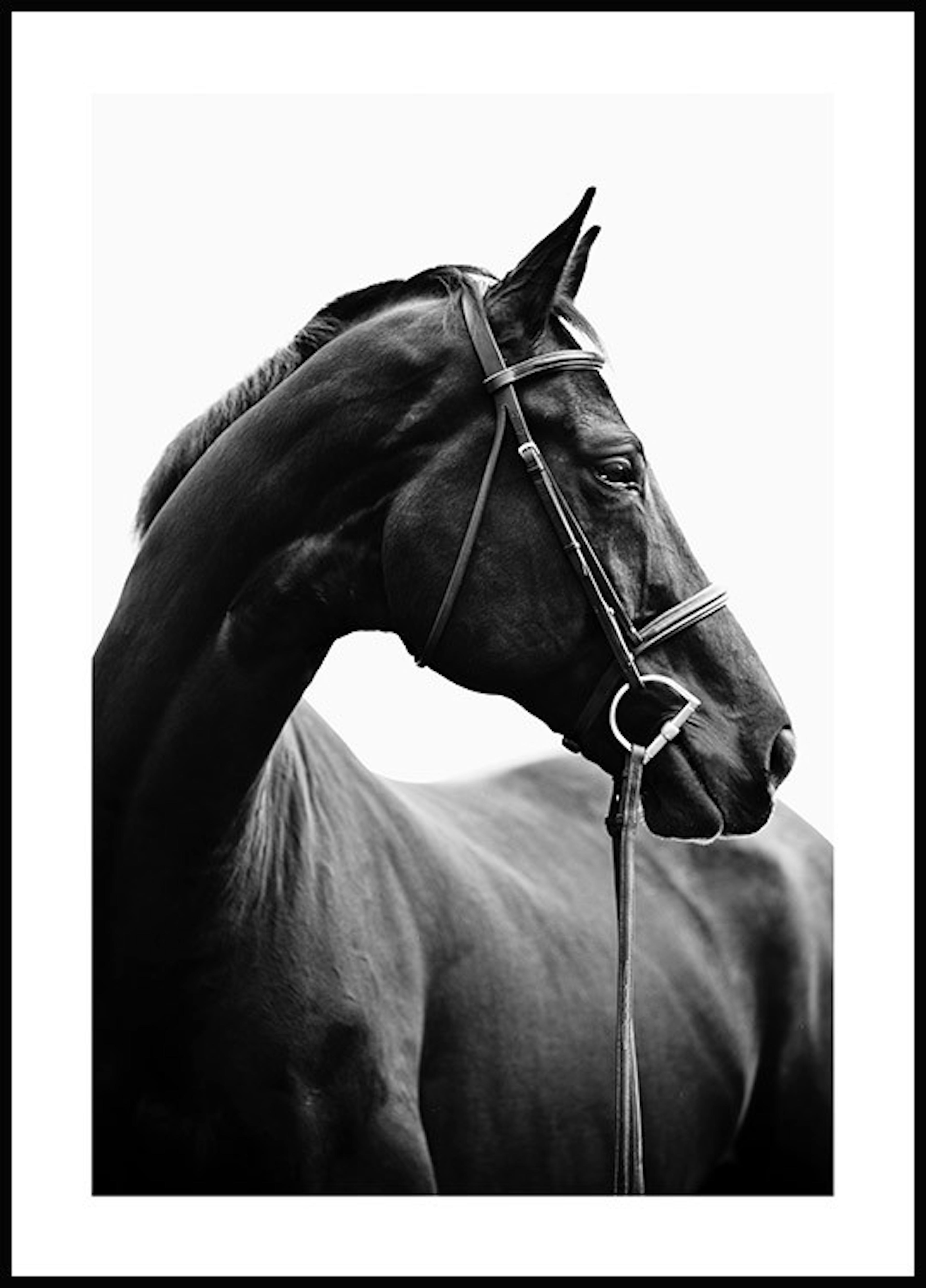 Horse Profile Plakat 0