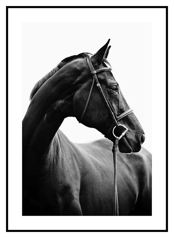 Hest Profil Plakat (50x70 cm) - Poster Store