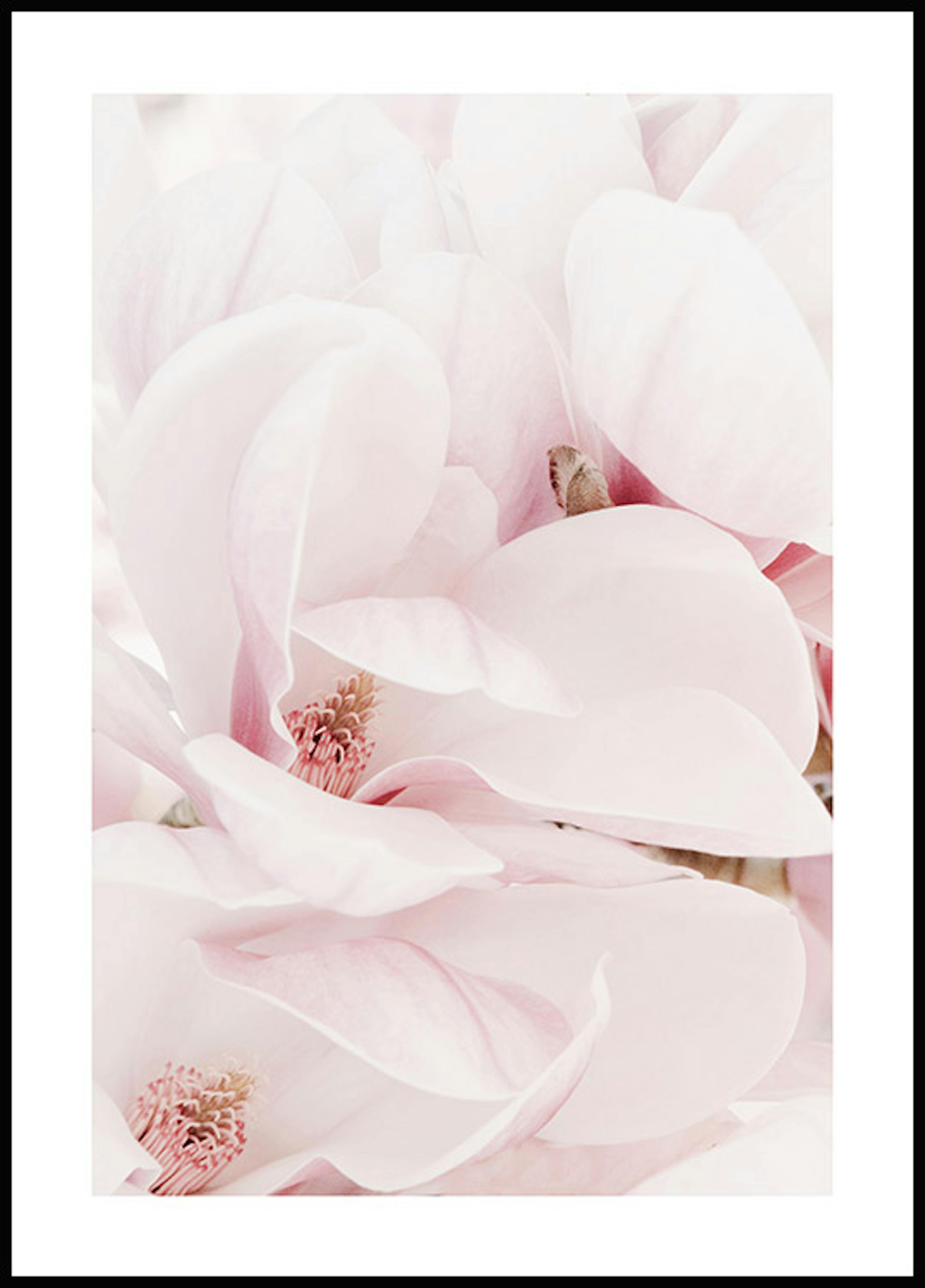 Magnolia Blomster Plakat 0