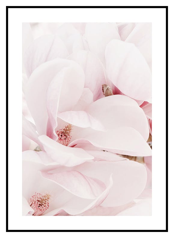 Prints Magnolia Blossoms Poster (21x30 cm) - Poster Store