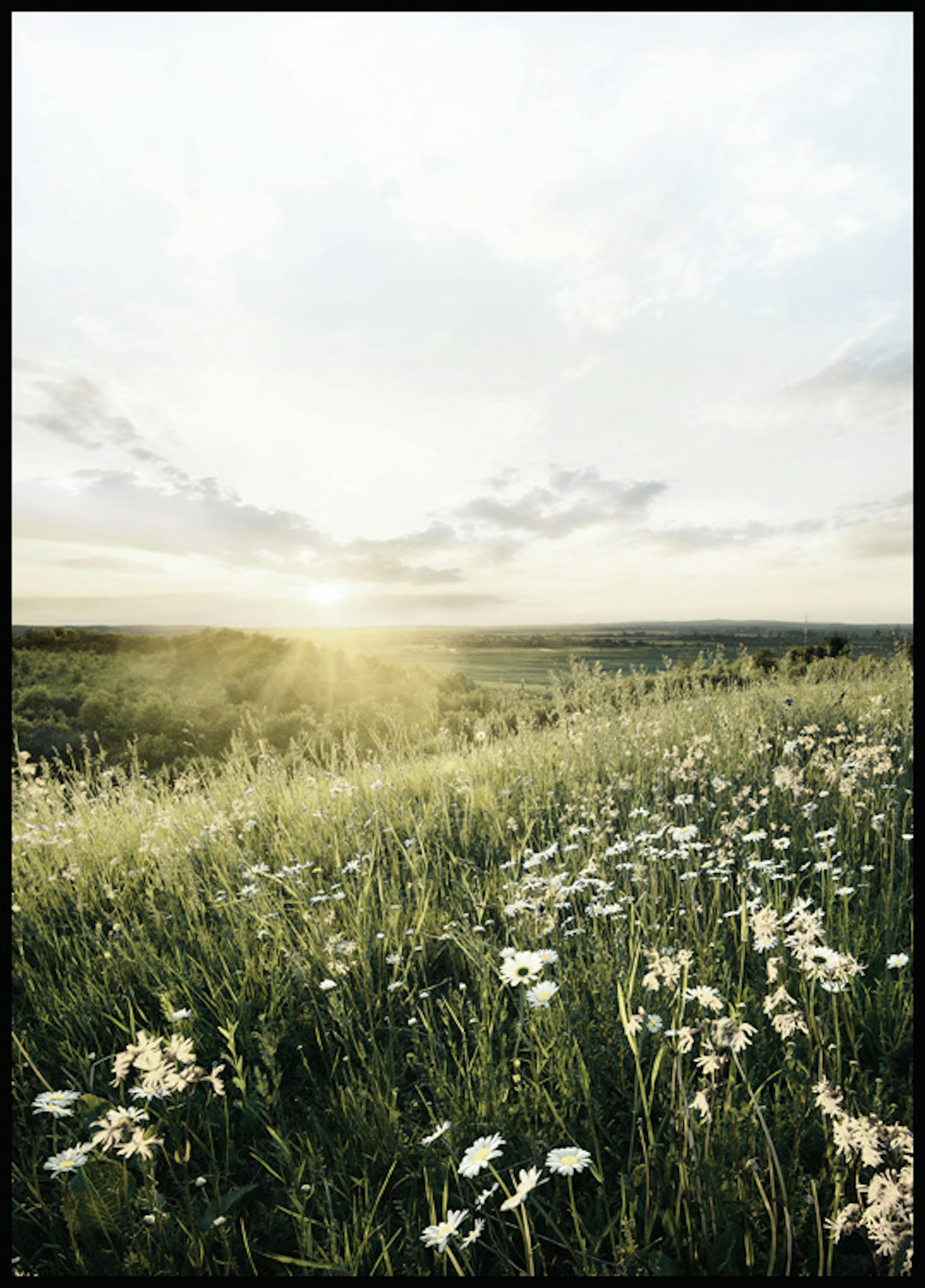 Sunrise Meadow Poster 0