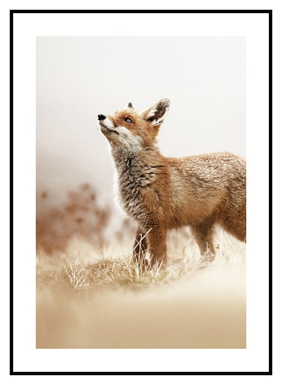 Fox Poster (30x40 cm) - Poster Store