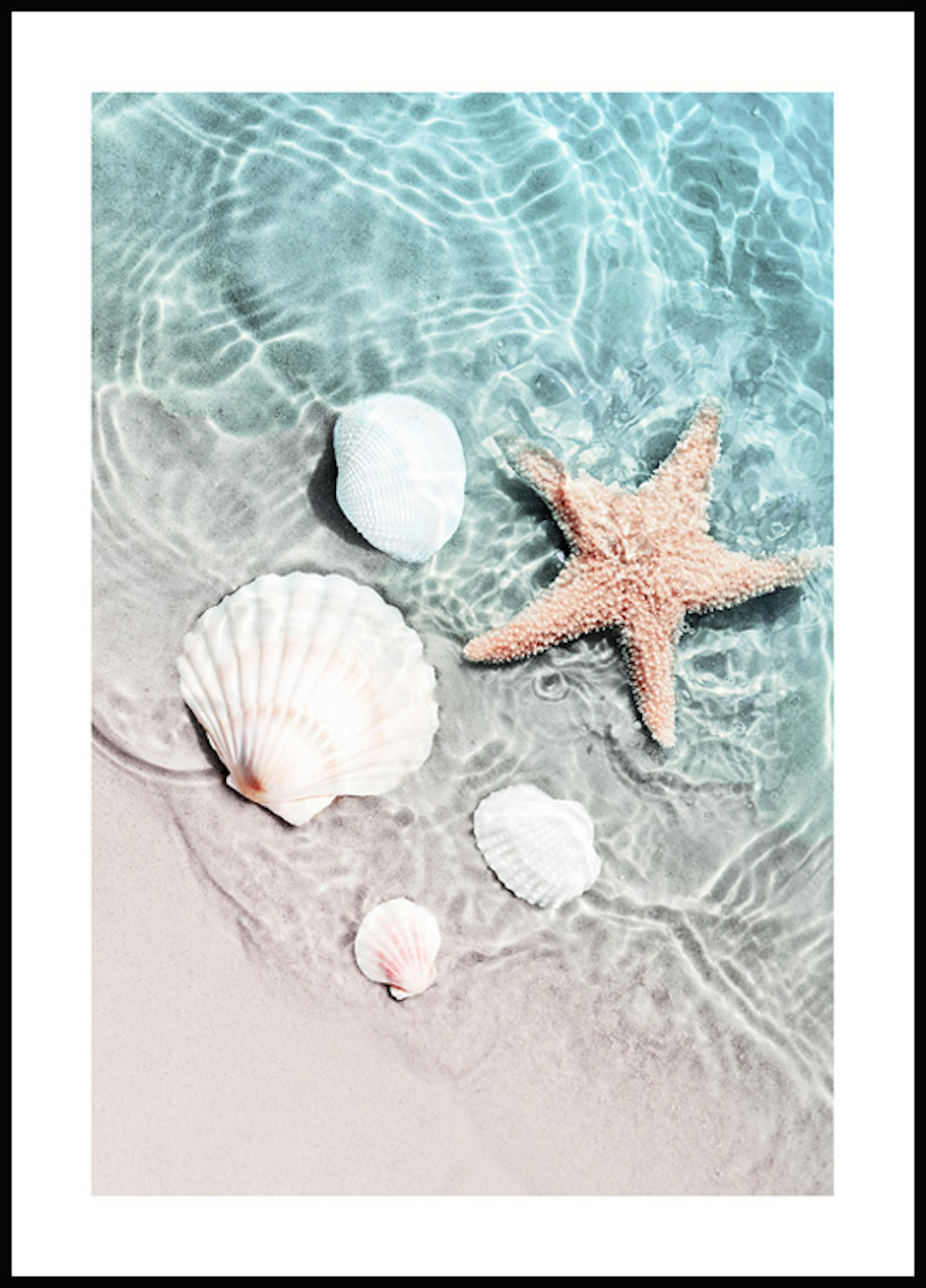 Starfish and Seashell Poster 0
