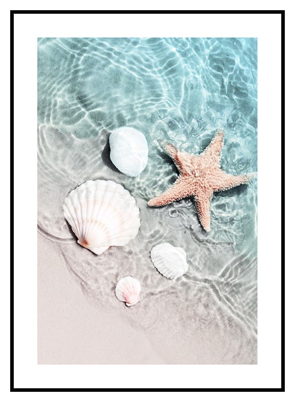 Plakat Rozgwiazda i Muszelka (50x70 cm) - Poster Store