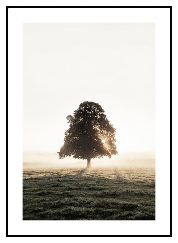 Plakat Drzewo na Zamglonej Łące (50x70 cm) - Poster Store