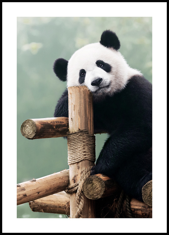 Stor Plakat – pandaplakater