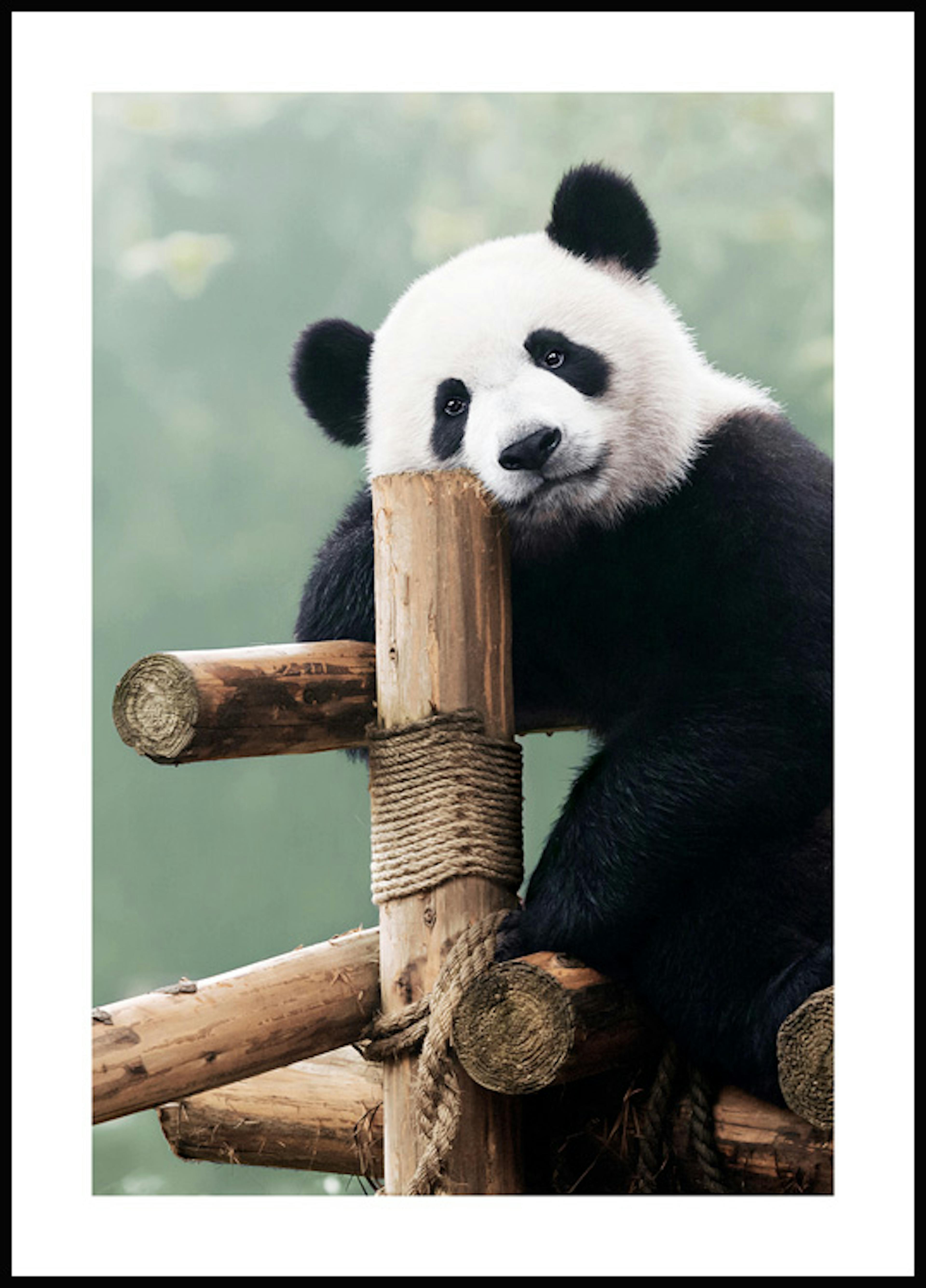 Panda Gigante Poster 0